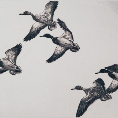 Mallards in Flight by Hans Kleiber,1948 Etching