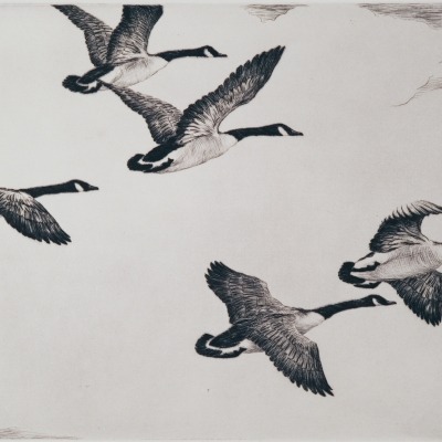 Flying Honkers by Hans Kleiber, 1950 Etching