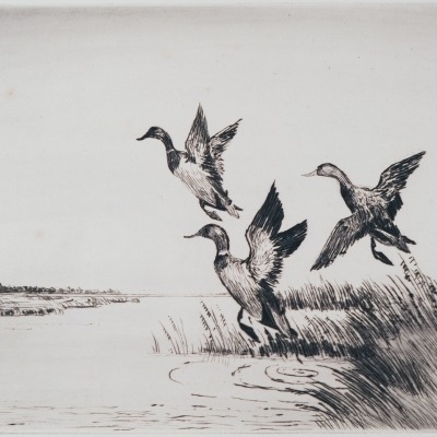 Mallards Away by Joseph Knap,1949 Etching