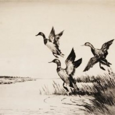 Mallards Away by Joseph Day Knap,1949 Etching
