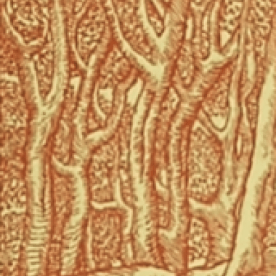 Illustration #5 for Les Géorgiques by Aristide Maillol; 1937-43 Wood Engraving